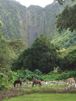 ヒイラベの滝と馬達