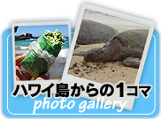 ハワイ島からの１コマ　photo gallery